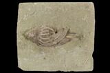 Crinoid (Macrocrinus) Fossil - Crawfordsville, Indiana #94372-1